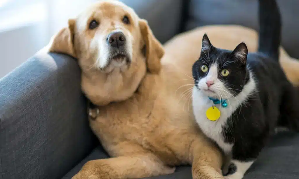 Ways to socialize your pet