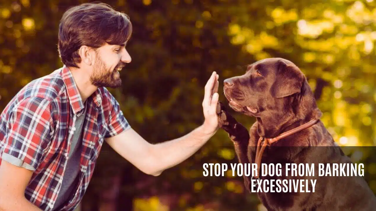 Stop Your Dog From Barking Excessively
