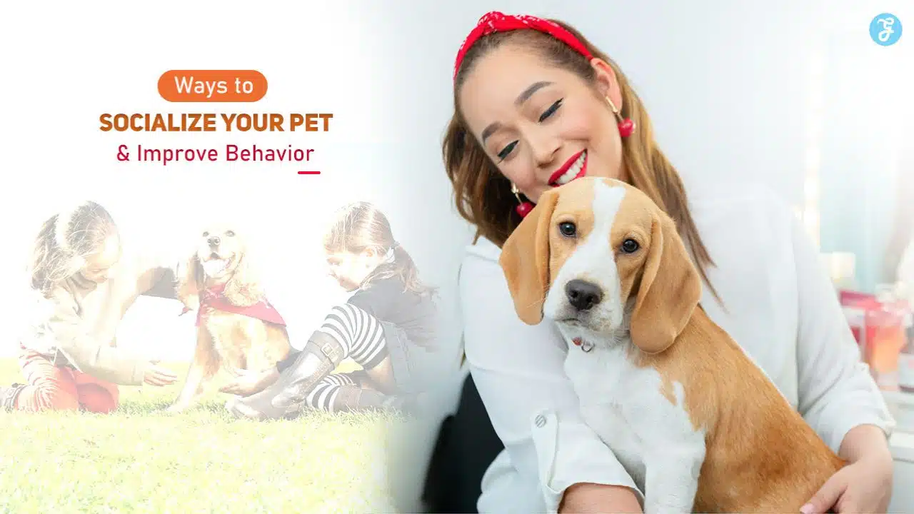 Ways to socialize your pet
