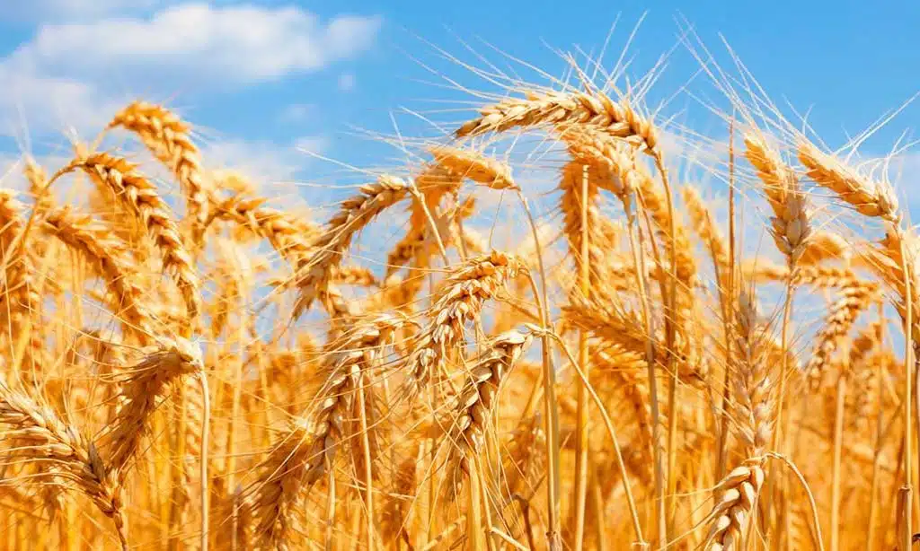 Wheat