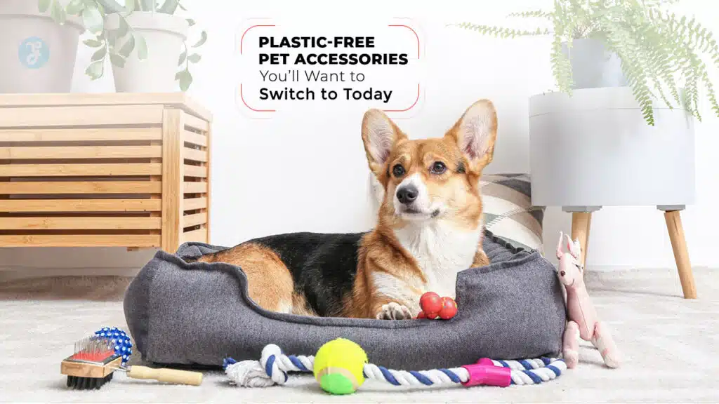 Plastic-Free Pet Accessories
