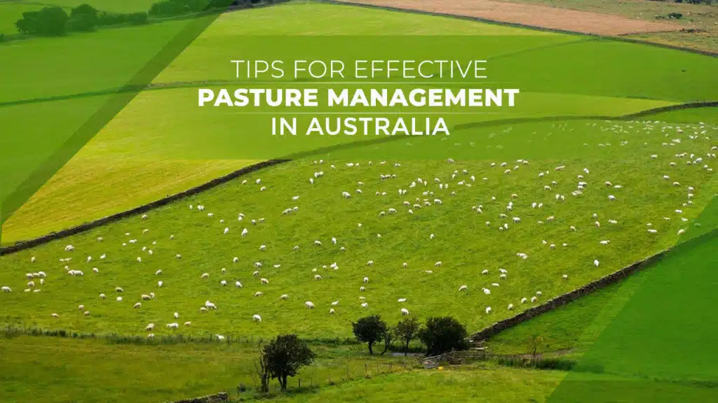 Effective Pasture Management in Australia