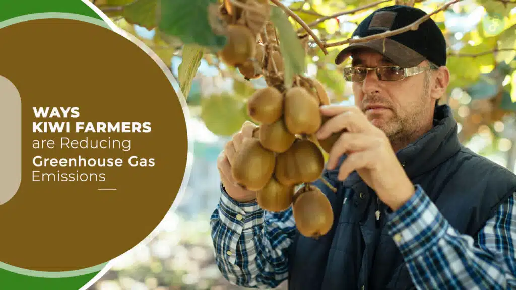 Ways Kiwi Farmers are Reducing Greenhouse Gas Emissions