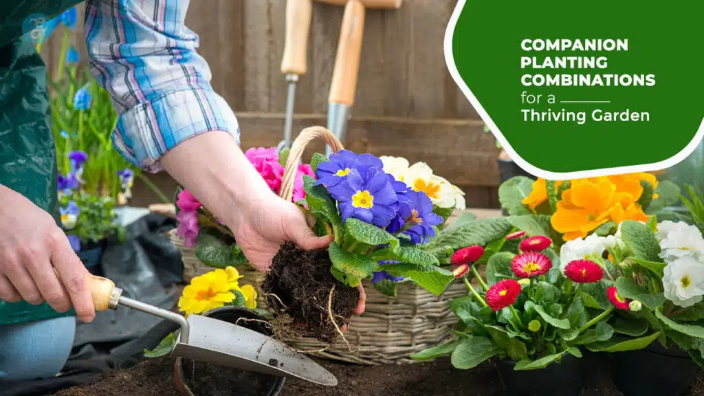 Companion Planting Combinations for a Thriving Garden