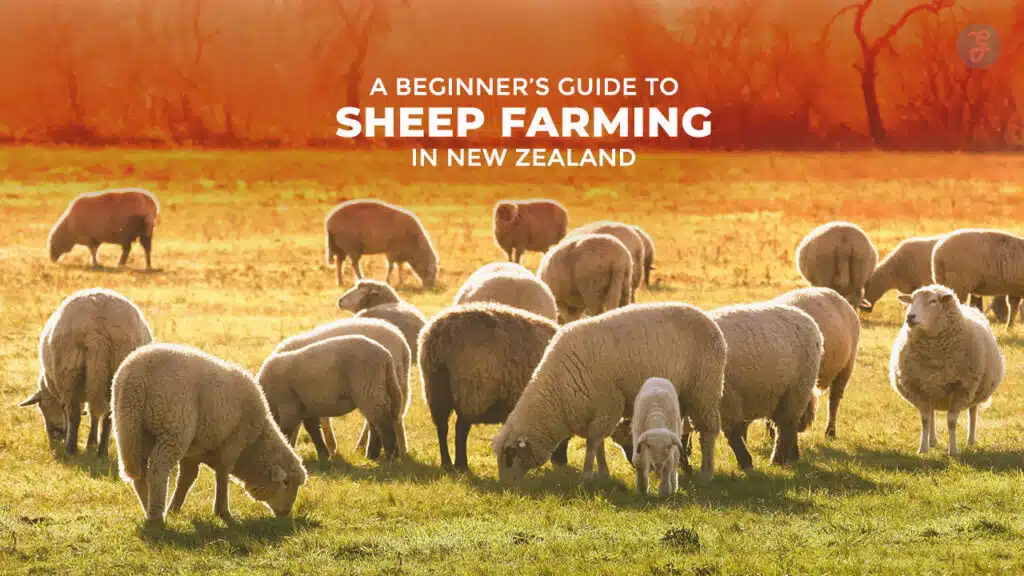Guide to Sheep Farming in New Zealand
