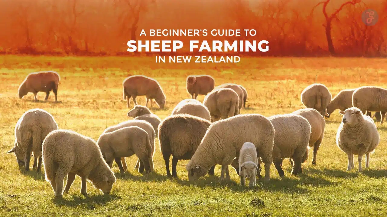 Guide to Sheep Farming in New Zealand