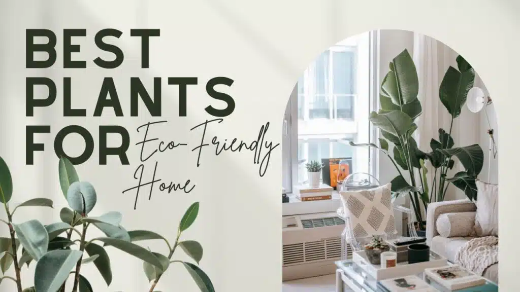 Best Plants for Green and Eco-Friendly Home