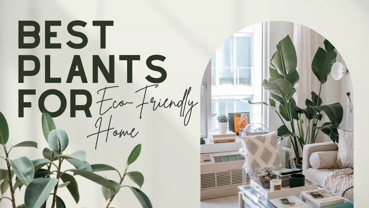 Best Plants for Green and Eco-Friendly Home