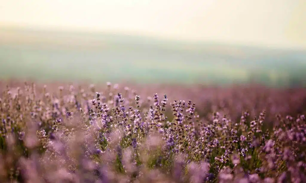 Central Districts Field Days