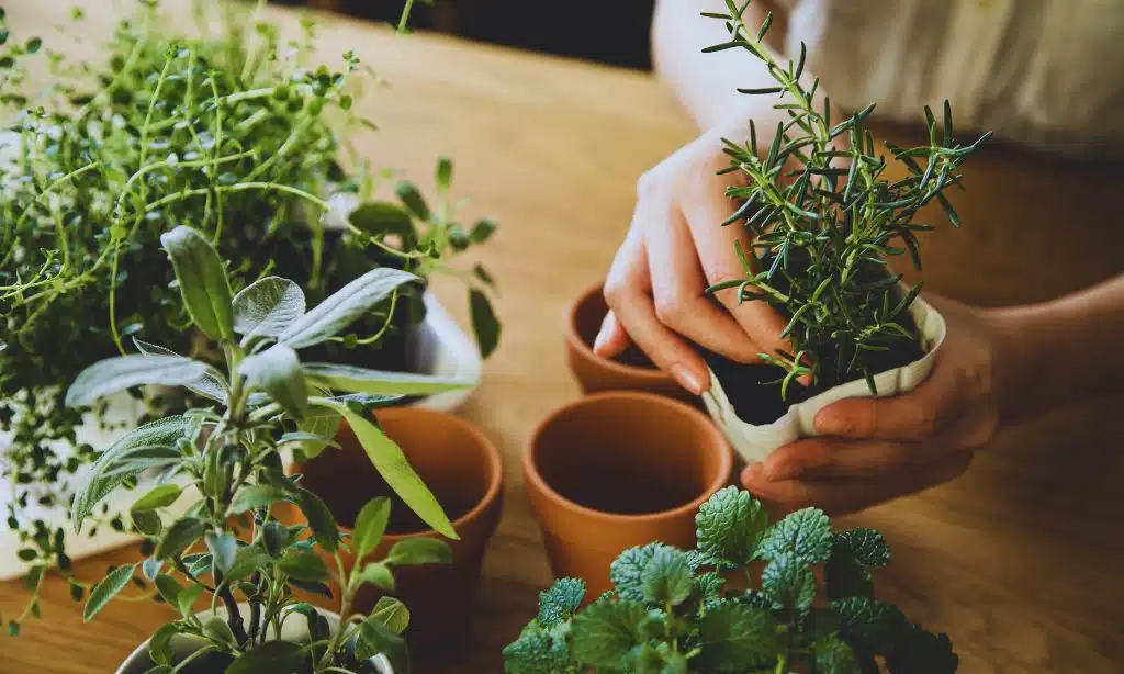 Create Indoor Plants for a Fresh Look