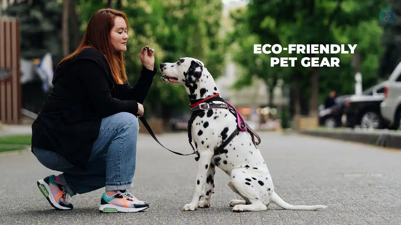 Eco-Friendly Pet Gear