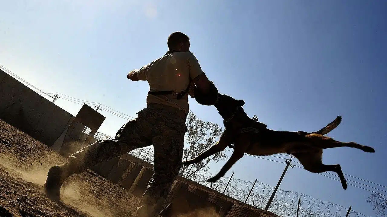 How to Navigate a Dog Bite Lawsuit