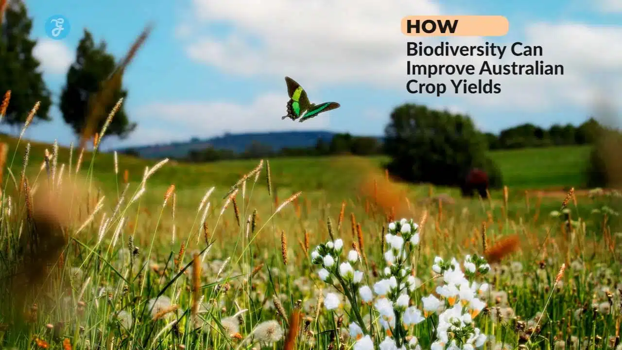 biodiversity in Australian agriculture