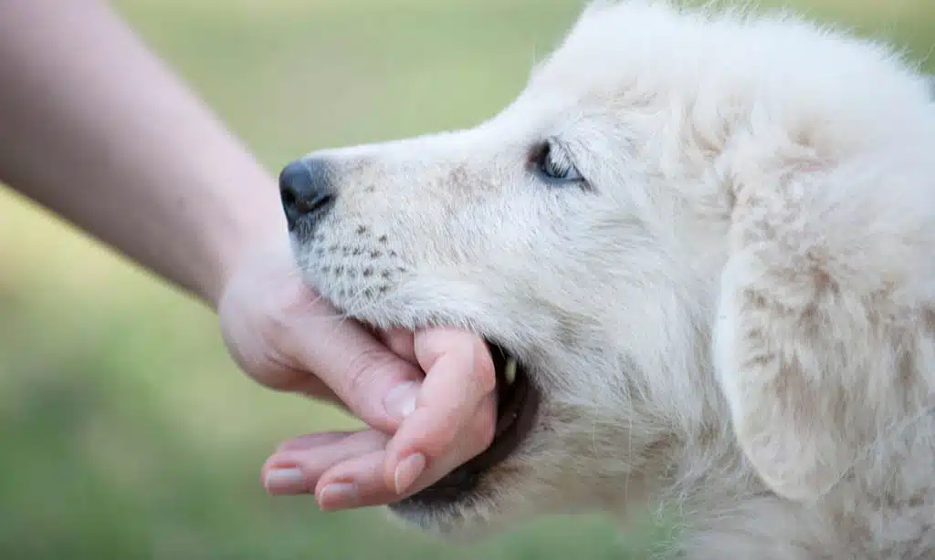 How Local Expertise Benefits Dog Bite Victims