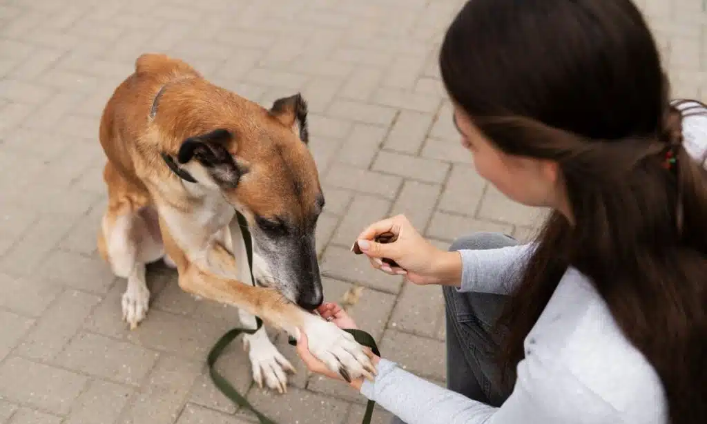 How to File a Dog Bite Case in New Mexico