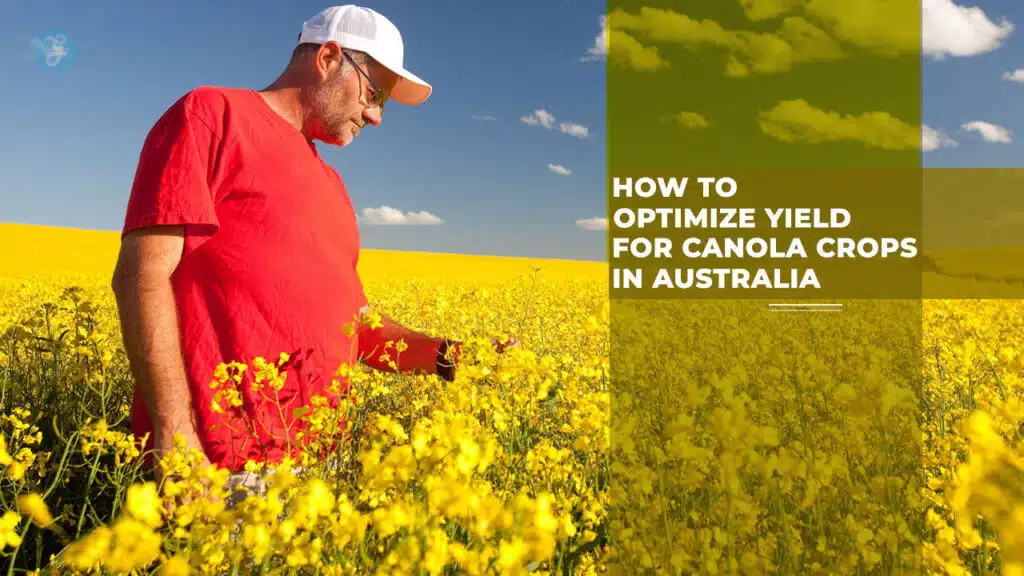 How to Optimize Yield for Canola Crops in Australia