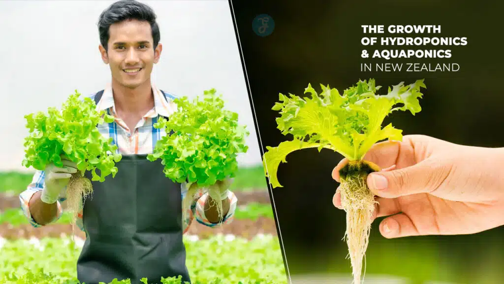 The Growth of Hydroponics and Aquaponics in New Zealand