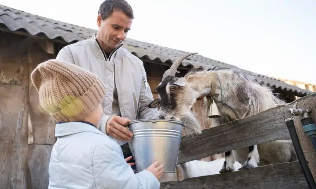 Invest in Animals and Artisan Goods