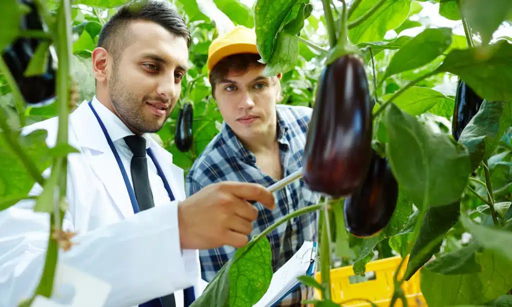 Organic Farming Techniques for Success