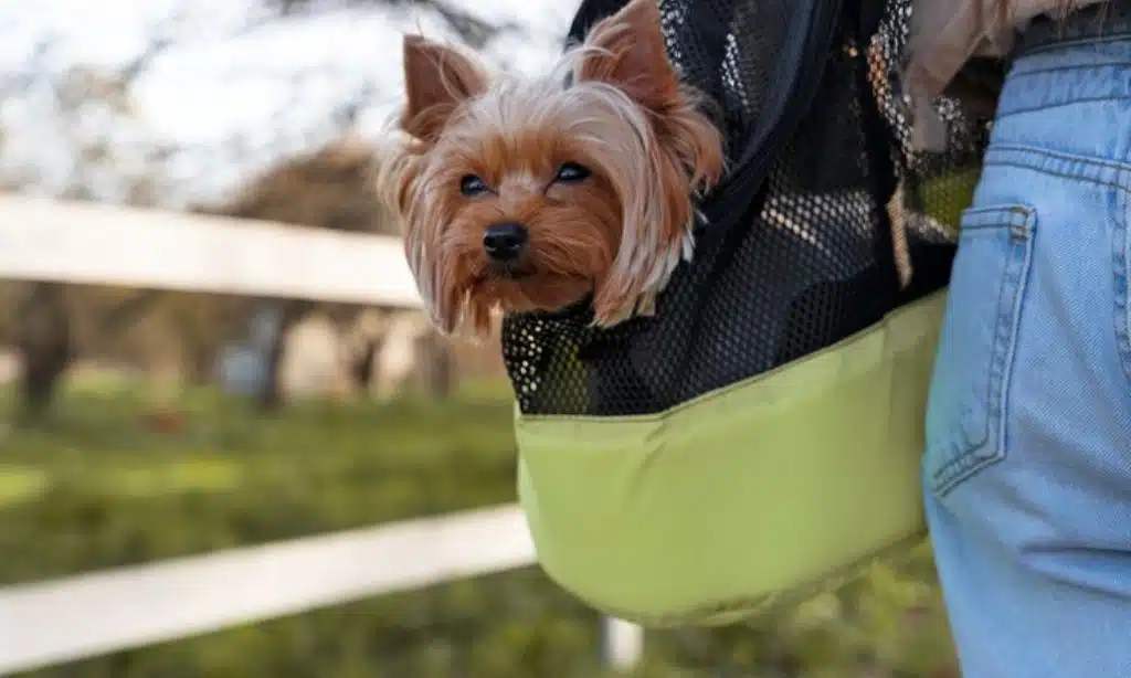 Pet N Pet Dog Poop Bags