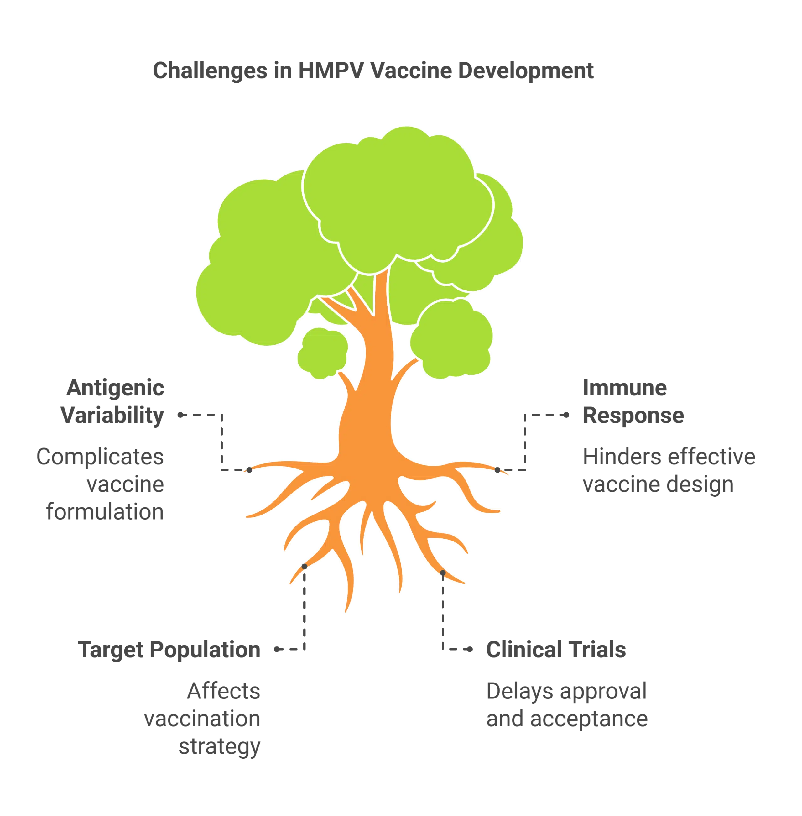 Potential for HMPV Vaccine Development