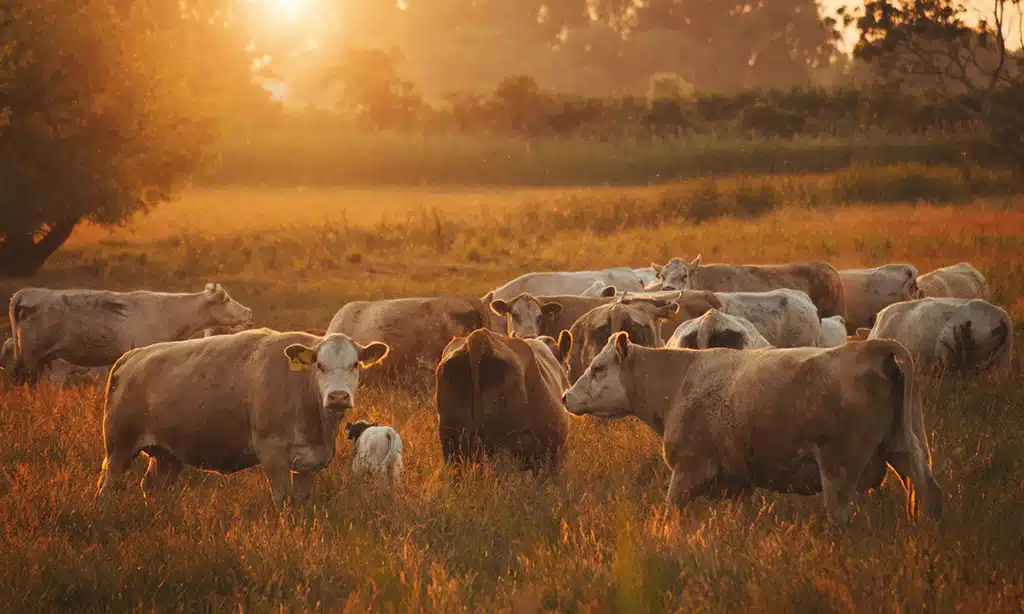 Regenerative Grazing Practices