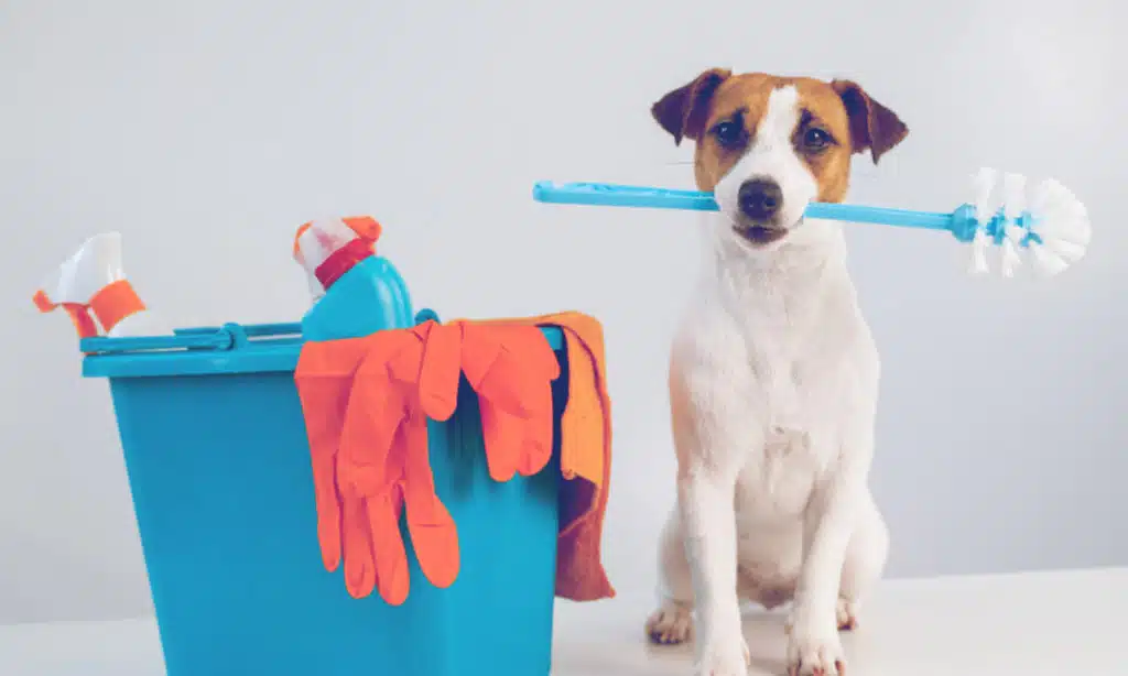 The 5 Best Non-Toxic Cleaning Products for Pet Owners