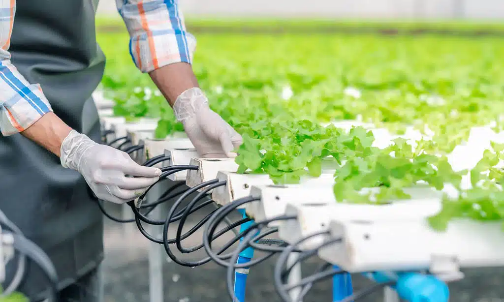 The Current State of Hydroponics and Aquaponics in New Zealand