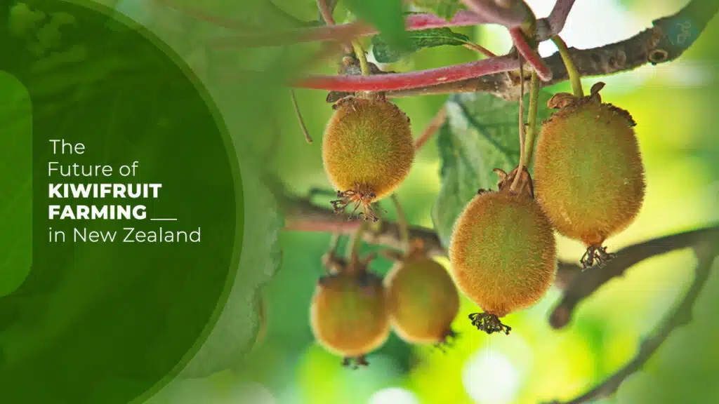 Future of Kiwifruit Farming in New Zealand