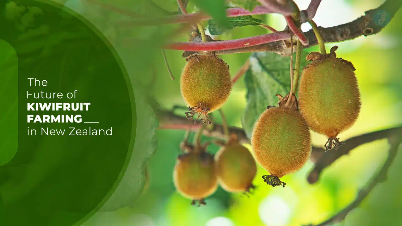 Future of Kiwifruit Farming in New Zealand