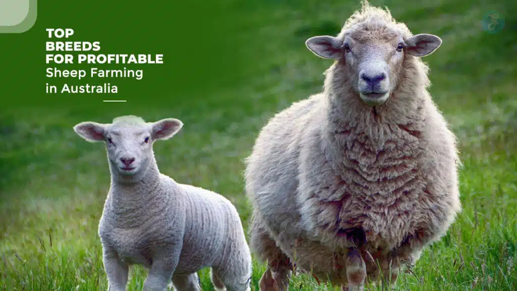 Breeds for Profitable Sheep Farming in Australia