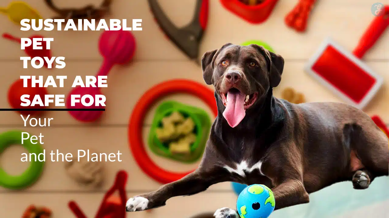 Sustainable Pet Toys