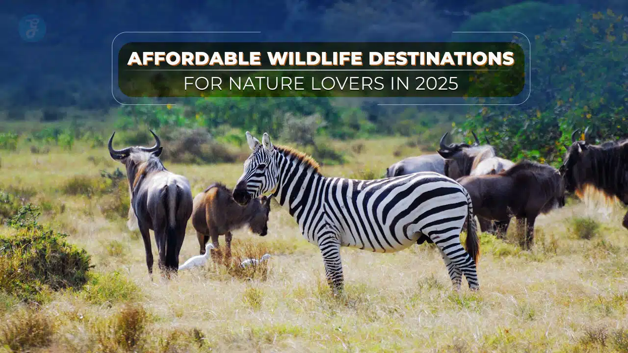 Affordable Wildlife Destinations For Nature Lovers