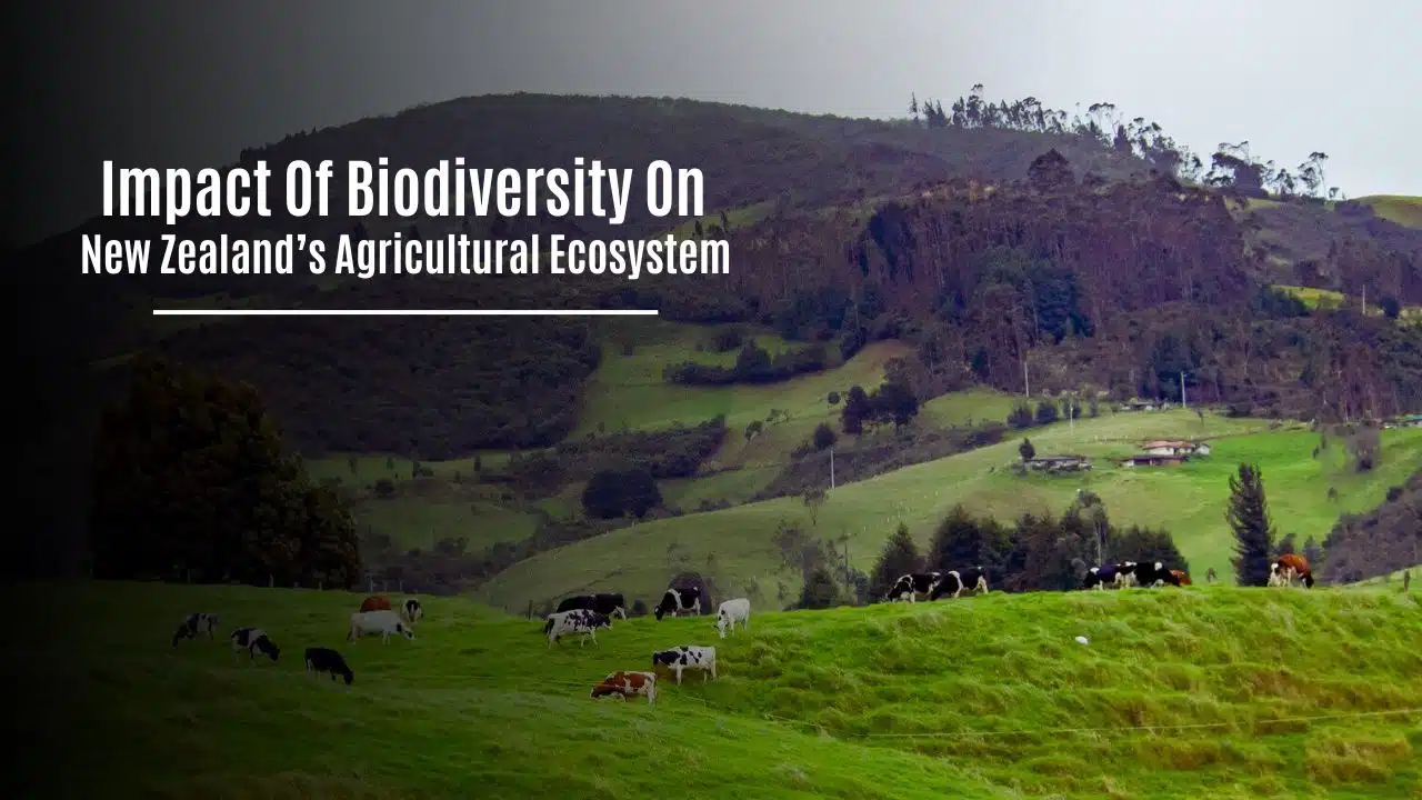 Impact Of Biodiversity On New Zealand’s Agricultural Ecosystem