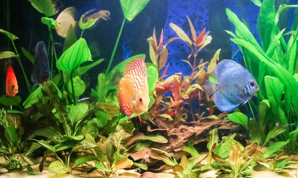 Incorporate Water Elements for a Soothing Ambiance