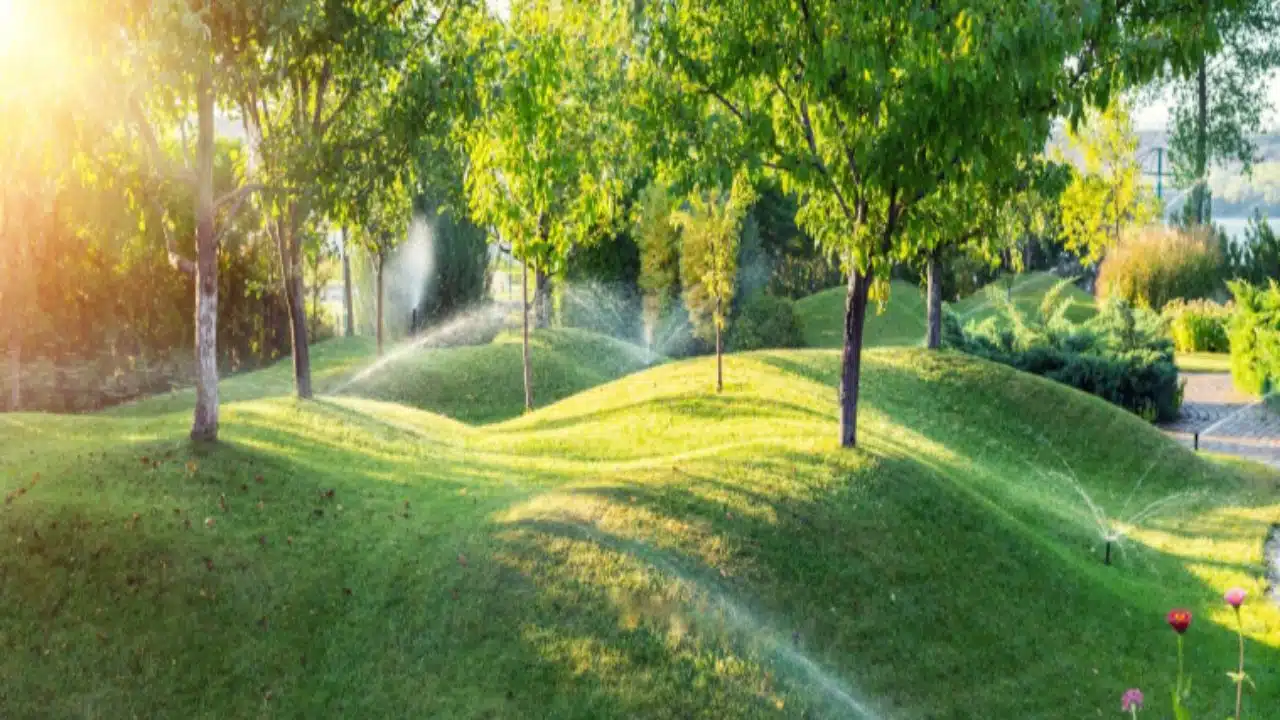 Increasing Sustainability in Cities Through Tree Planting