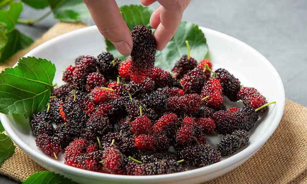 Marionberries