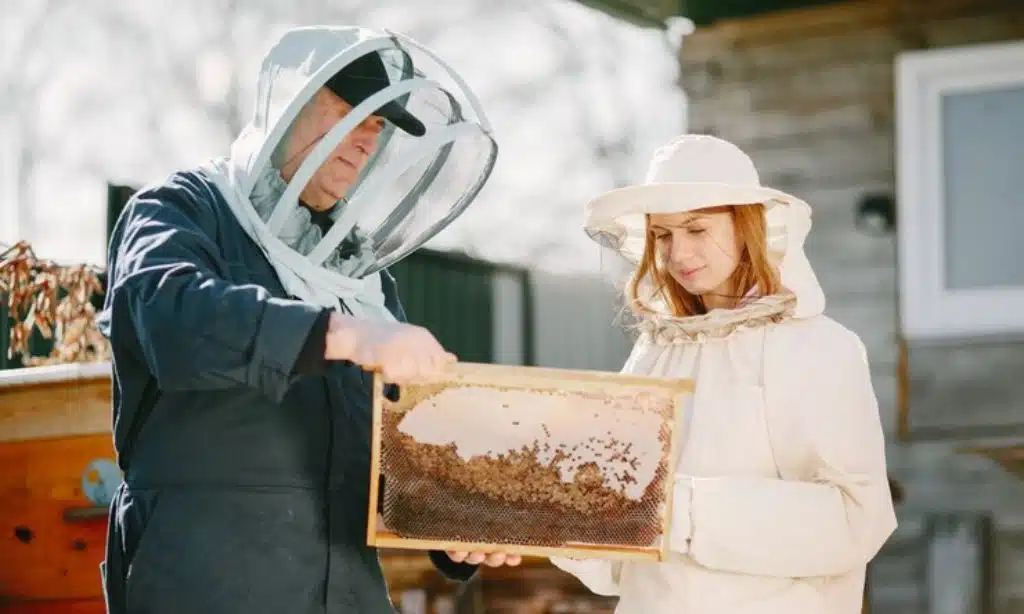 Native vs. Introduced Bee Species in New Zealand