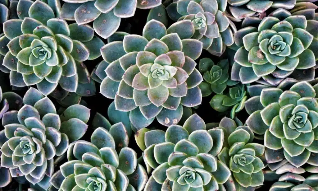 Succulents