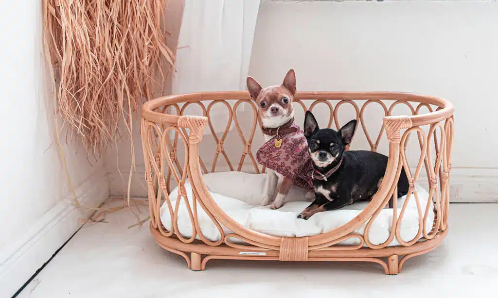 Sustainable Pet Bedding and Furniture