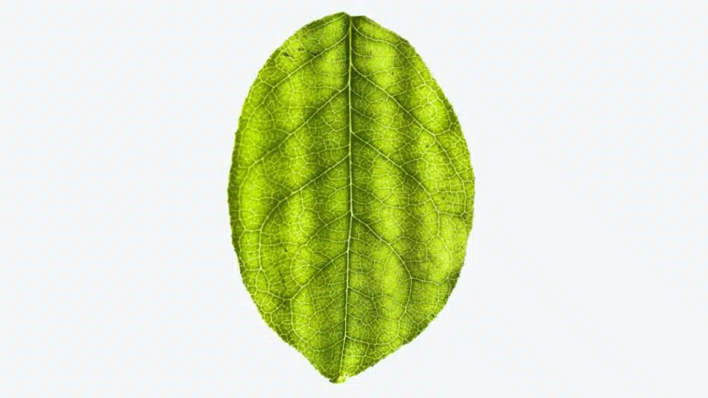 Why Regular Tree Maintenance Matters