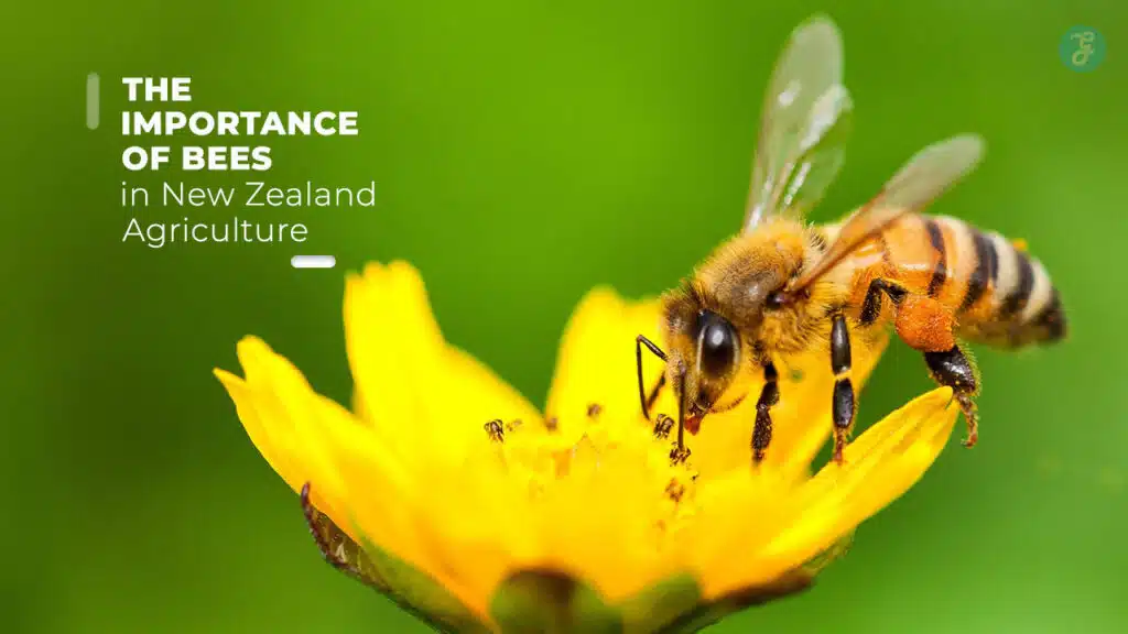 Importance of Bees in New Zealand Agriculture