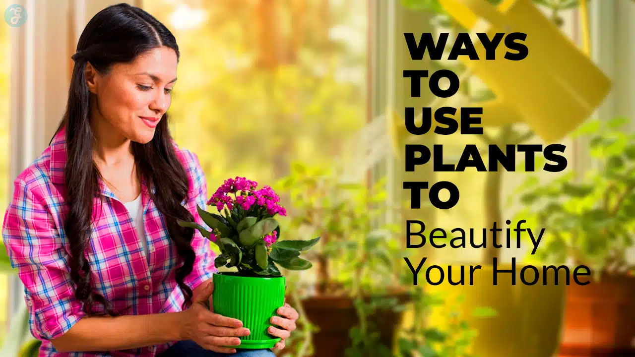 Ways to Use Plants to Beautify Your Home