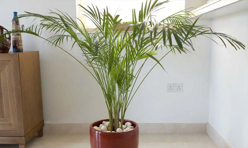 Bamboo Palm (Chamaedorea seifrizii)