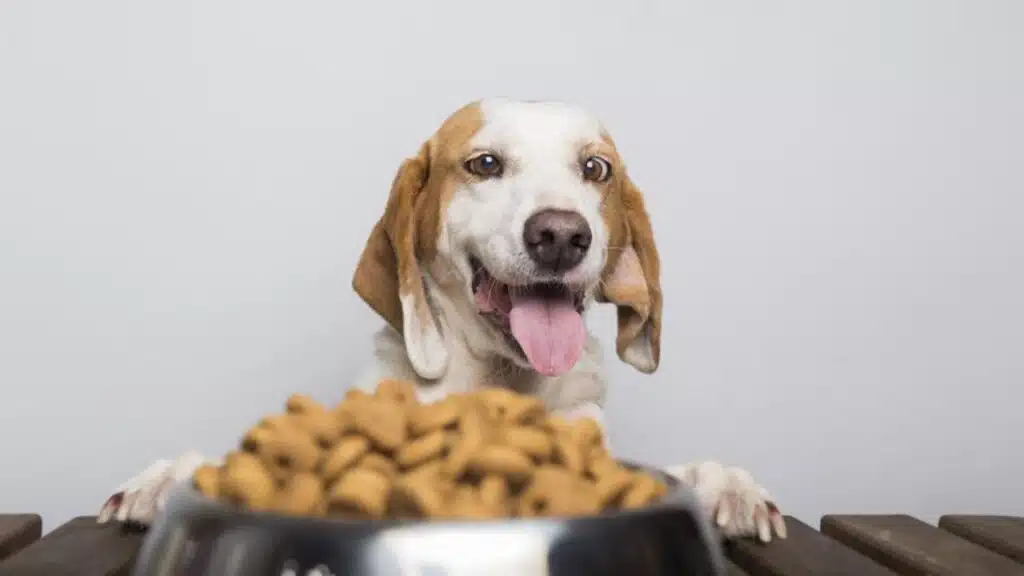 Best Diets for Different Dog Breeds