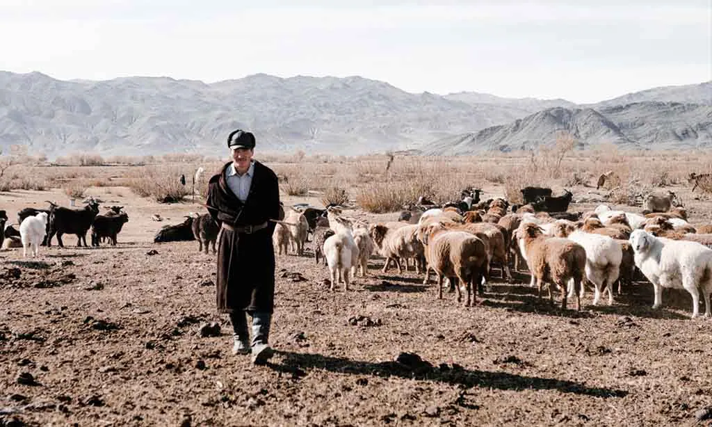 Climate Change Impact on Sheep Farming