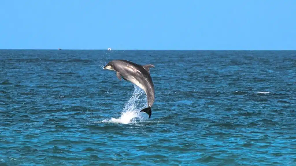 Ethical Dolphin Watching in the Maldives