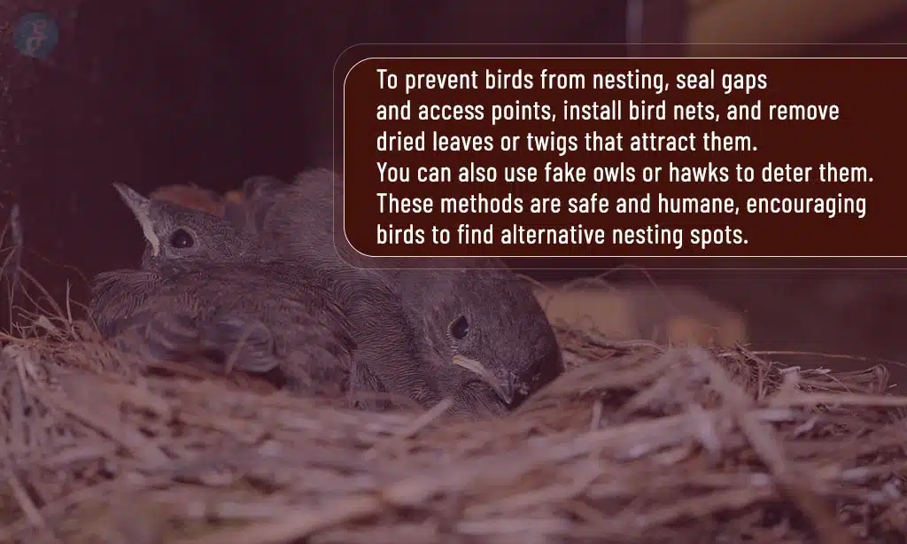 Effective Strategies to Keep Birds from Building Nests