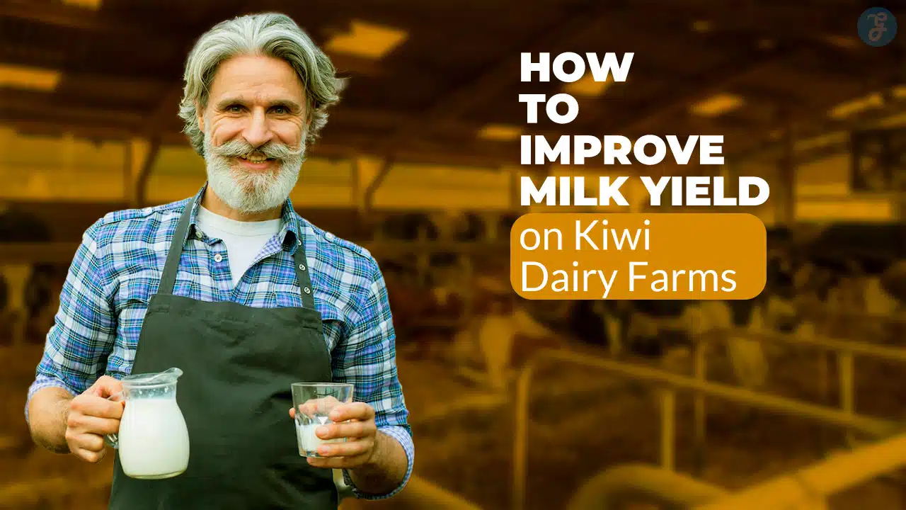 How to Improve Milk Yield on Kiwi Dairy Farms