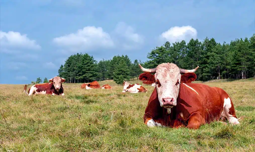 Optimizing Pasture Management